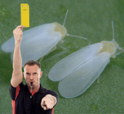 Trek geel tegen witte vlieg!