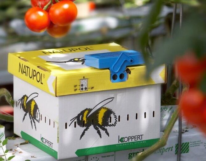 Hommels in de belichte teelt: voorbereiding op de wintermaanden