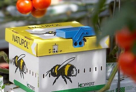 Hommels in de belichte teelt: voorbereiding op de wintermaanden