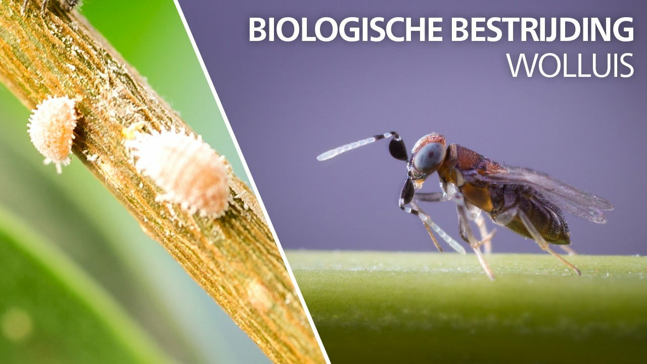 Wolluis bestrijding - Anagyrus pseudococci