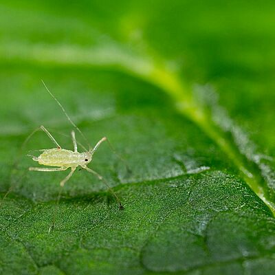 Large raspberry aphid Amphorophora idaei on leaf
