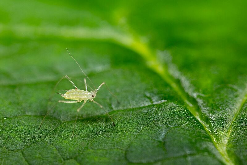 Large raspberry aphid Amphorophora idaei on leaf