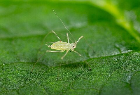Large raspberry aphid Amphorophora idaei on leaf
