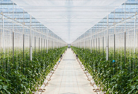 Luisbestrijding paprika