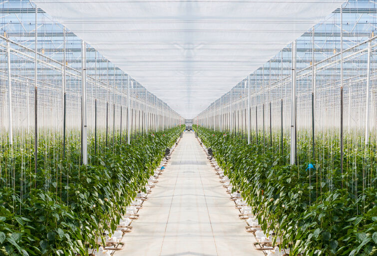 Luisbestrijding paprika