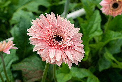 Oorwormen steeds groter probleem in de gerbera teelt