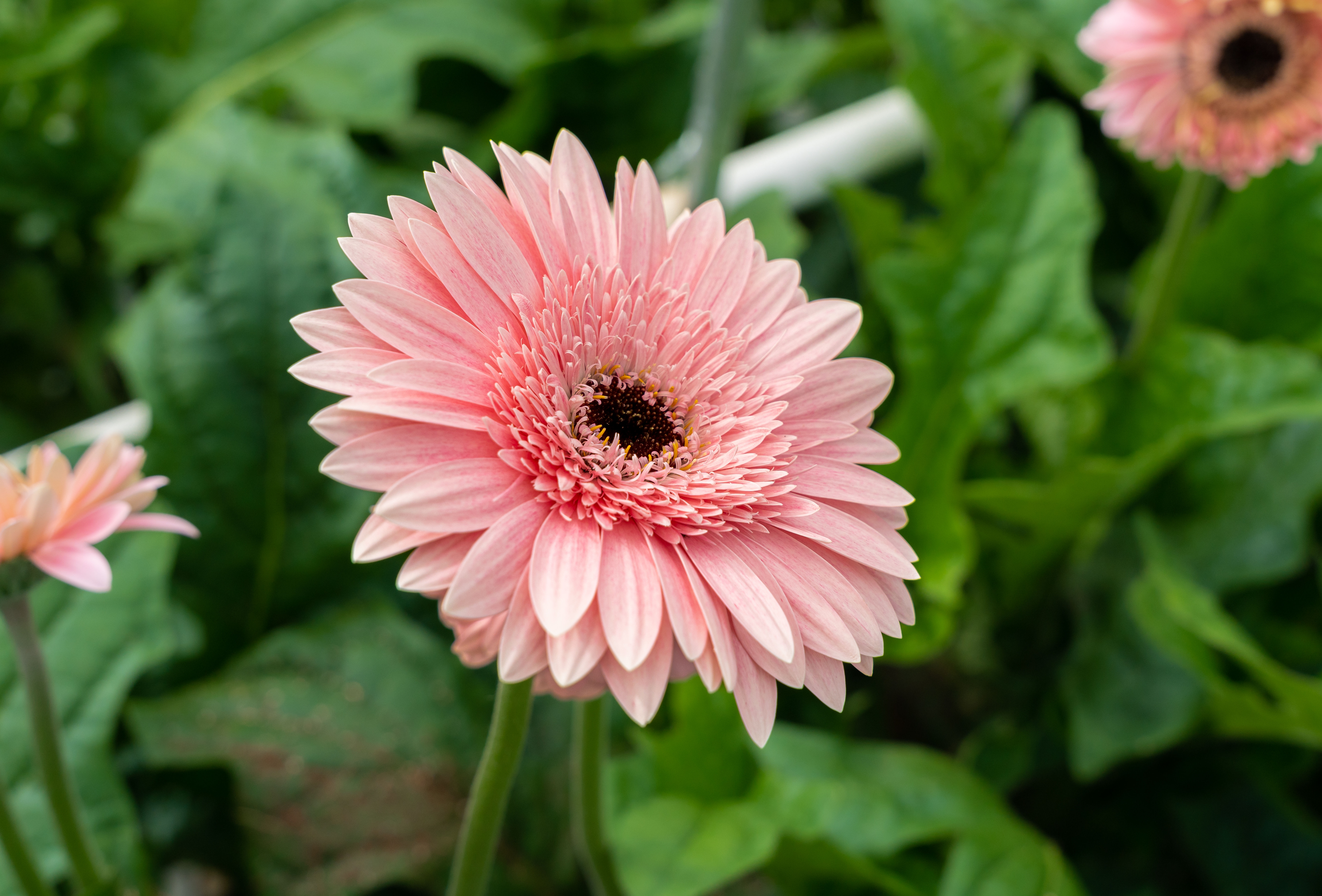 Oorwormen steeds groter probleem in de gerbera teelt