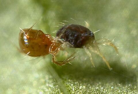 Tijd voor spintbestrijding in paprika
