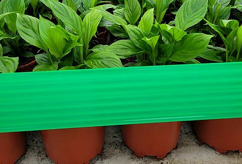 Rollertraps nu ook inzetbaar tegen Echinotrips