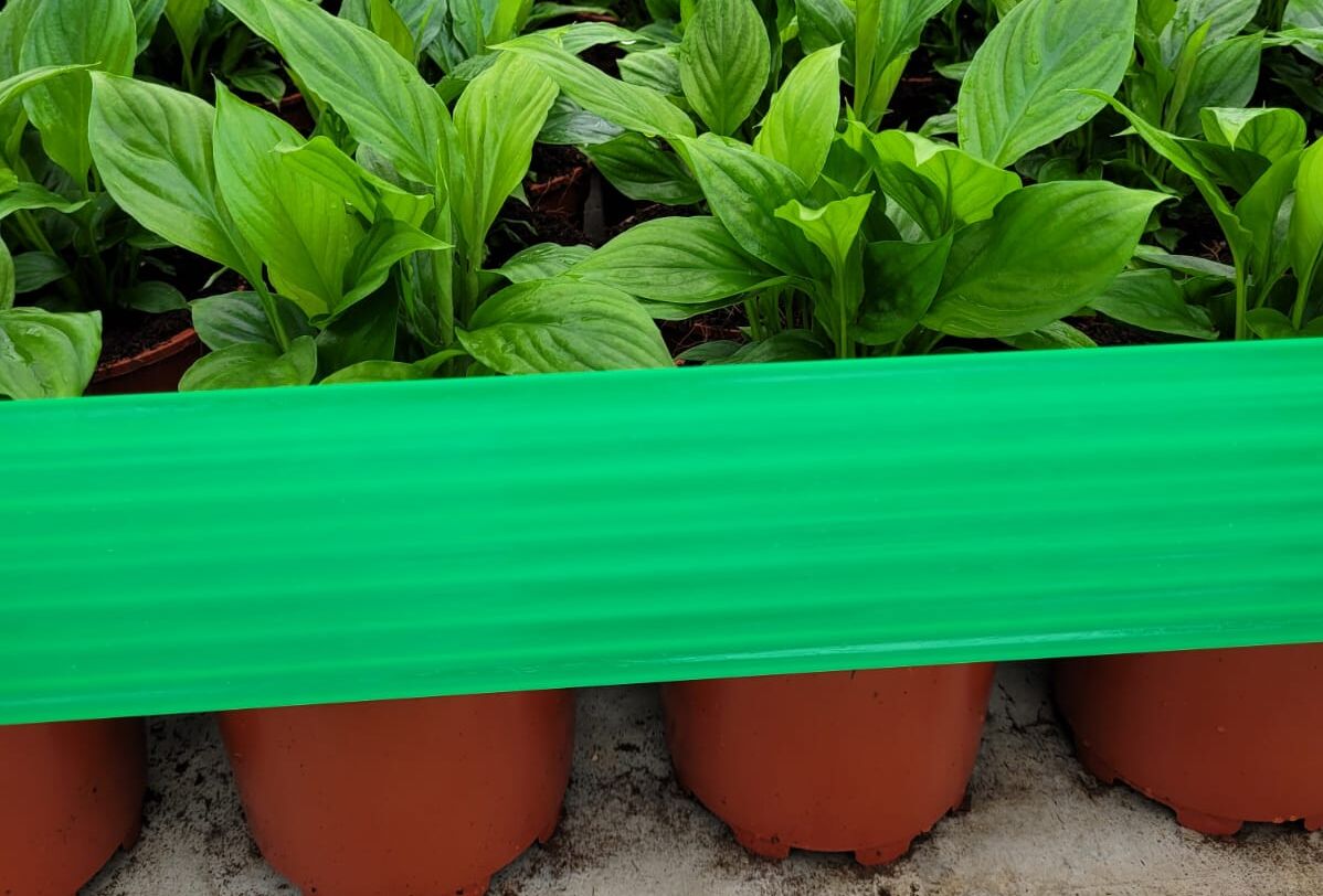 Rollertraps nu ook inzetbaar tegen Echinotrips