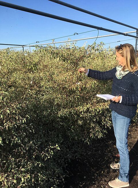 Weerbaarder tegen echte meeldauw