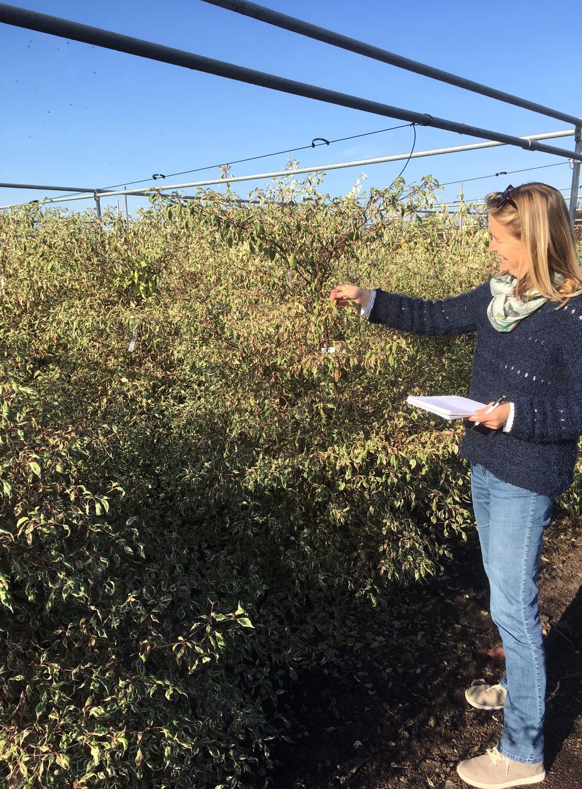 Weerbaarder tegen echte meeldauw