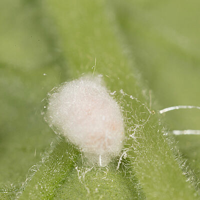 The Obscure mealybug Pseudococcus viburni