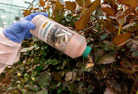 Limonica sterke tegenstander van hardnekkige trips