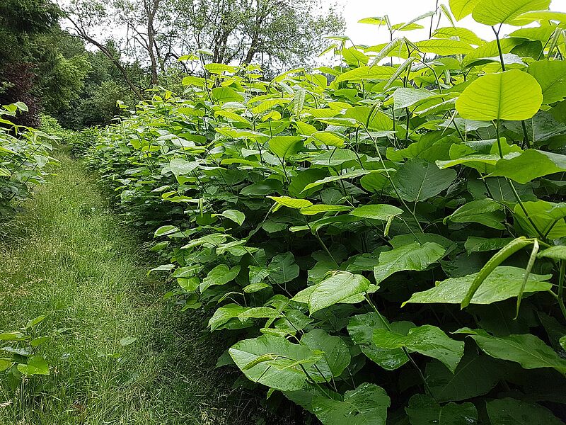 Japanese_knotweed.jpg