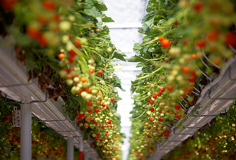 Trianum geeft ook jonge aardbeien de beste start