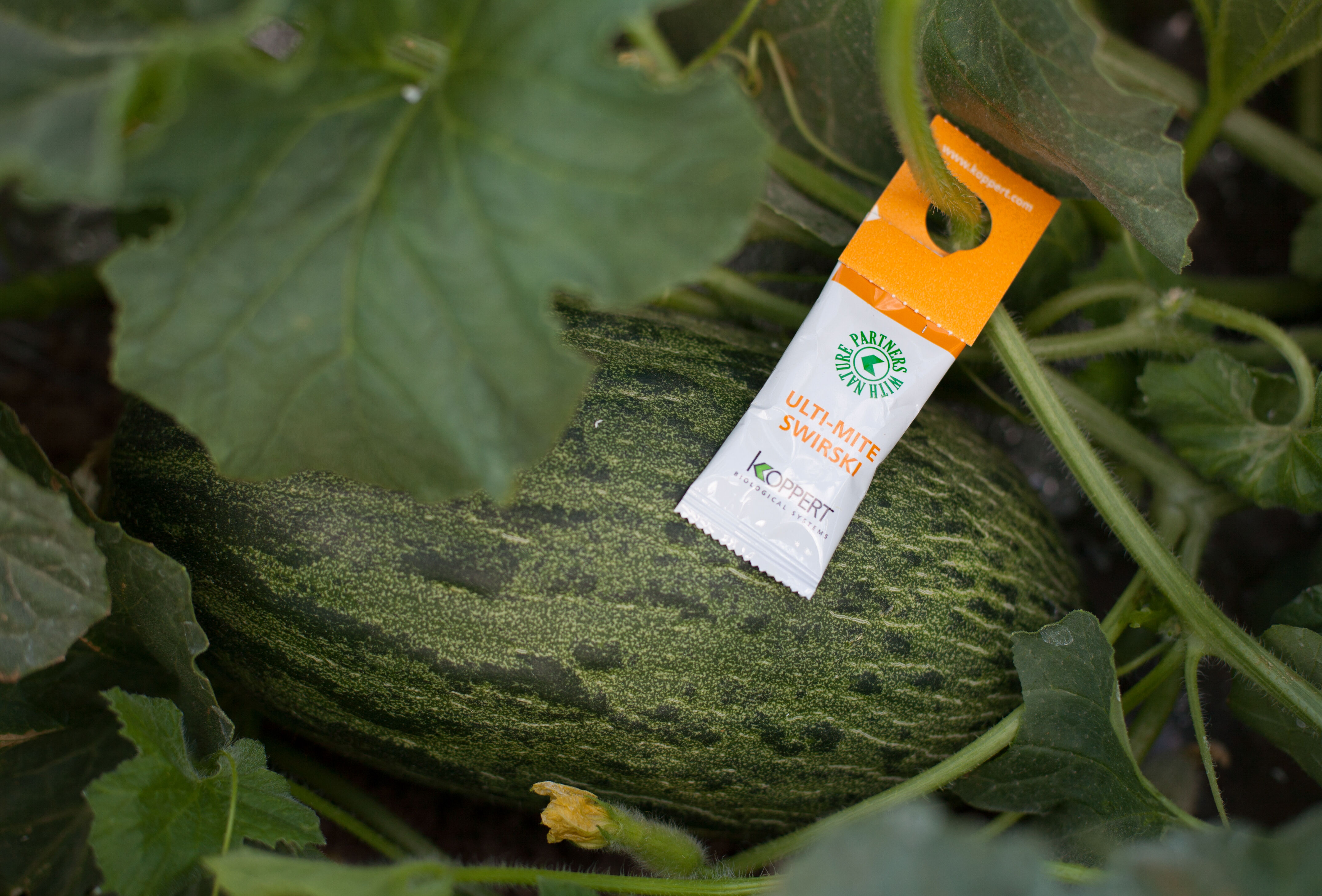 Ulti-Mite Swirski: genomineerd voor FRUIT LOGISTICA Innovation Award 2018