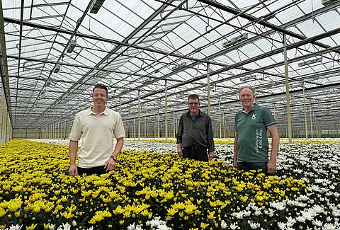 Sterkere chrysanten beginnen bij de wortel: Vici Fix overtuigt