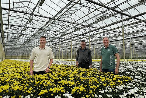Sterkere chrysanten beginnen bij de wortel: Vici Fix overtuigt