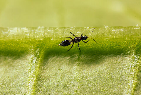 Koppert zet in op praktijkpilots met Franklinothrips vespiformis, Montdo-Mite en Limonica Ulti-Mite