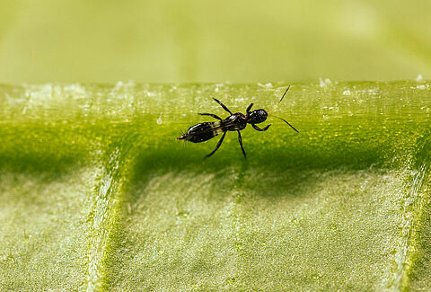 Koppert zet in op praktijkpilots met Franklinothrips vespiformis, Montdo-Mite en Limonica Ulti-Mite
