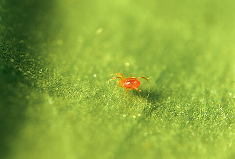 Spint onder controle, rust in de kas