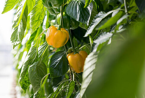 Luizen komen op in paprika