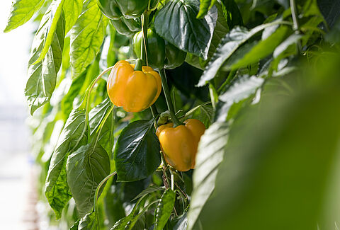 Luizen komen op in paprika