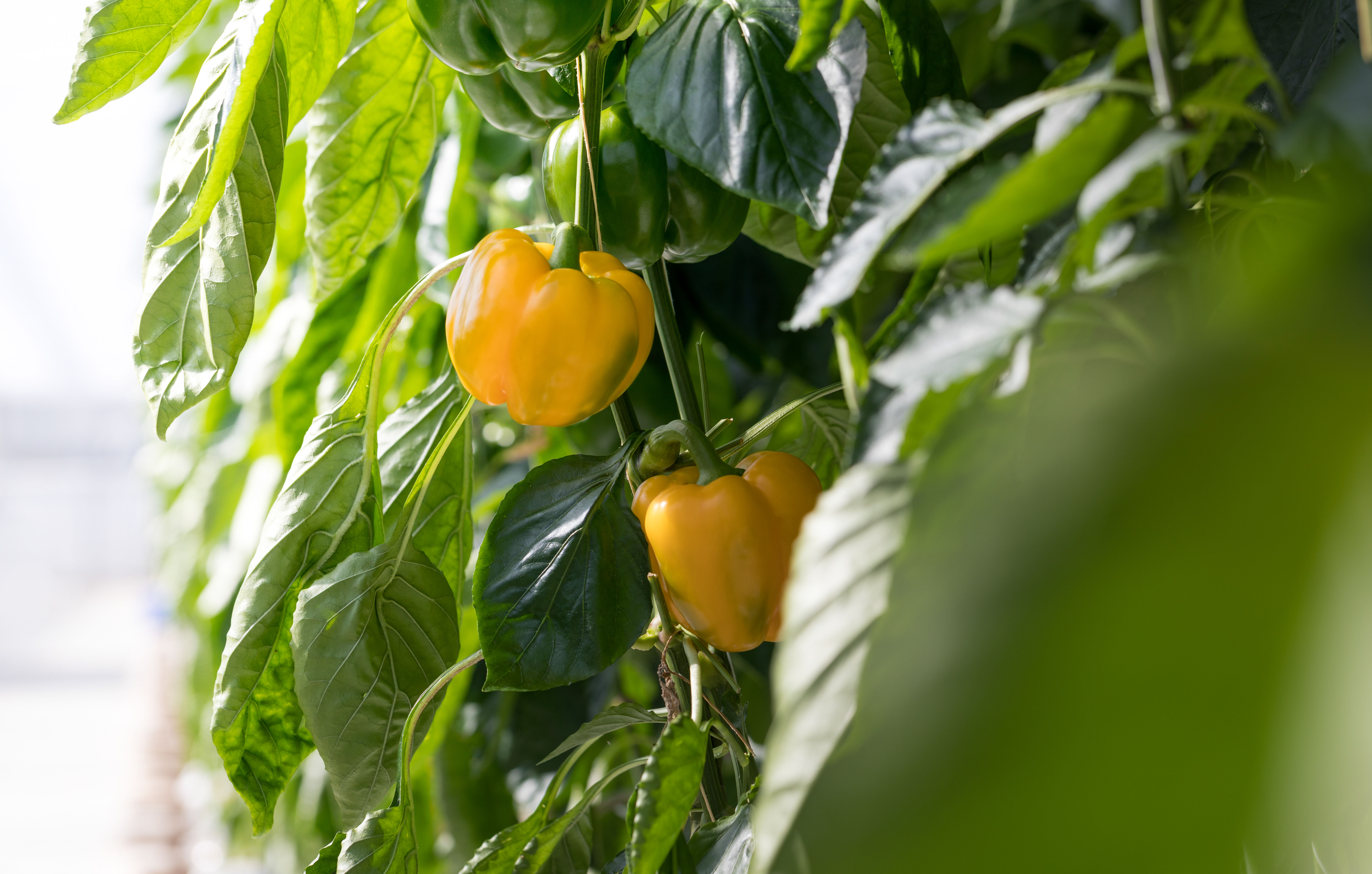 Luizen komen op in paprika