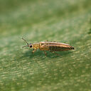 Female Onion thrips Thrips tabaci