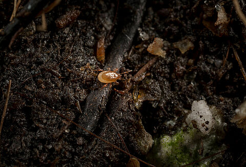 Aangepaste formulering voor Macro-Mite