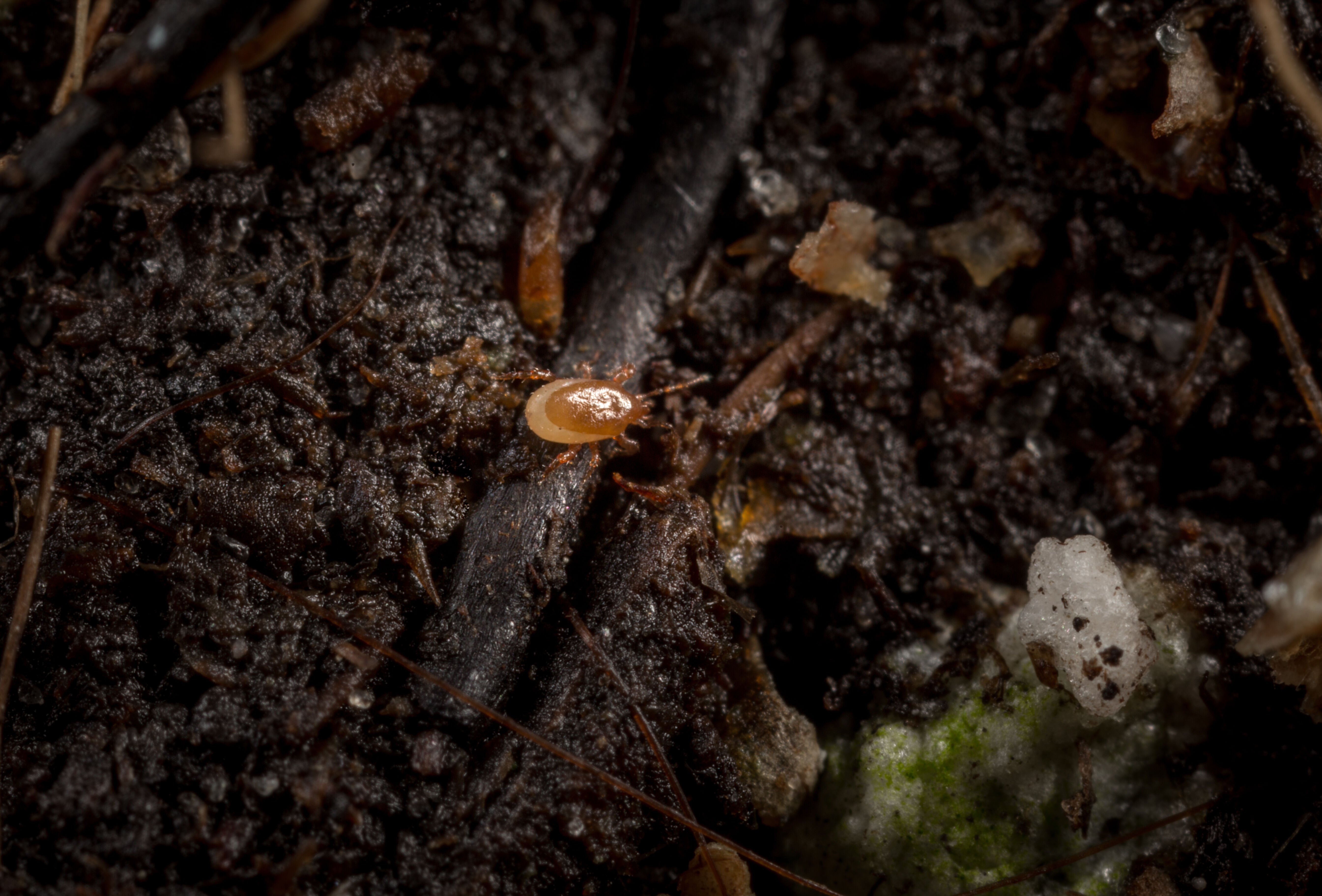 Aangepaste formulering voor Macro-Mite