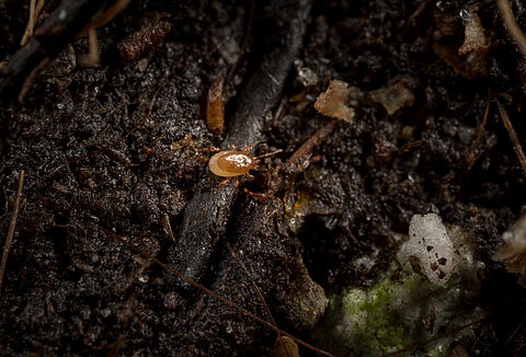 Aangepaste formulering voor Macro-Mite