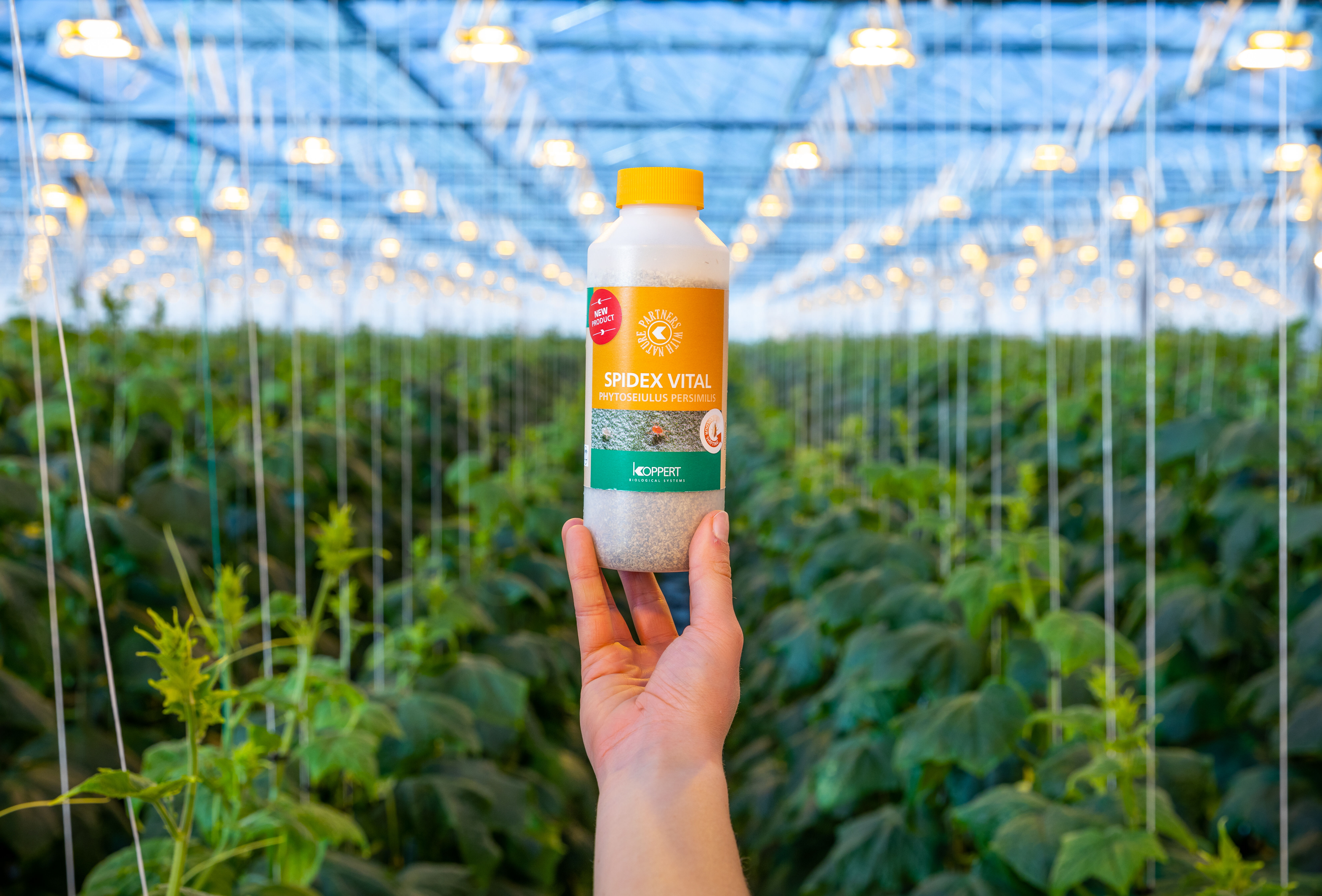 Betere biologische bestrijding van spint met Spidex Vital