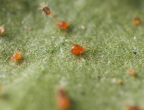 Koppert participeert in internationaal onderzoek BINGO