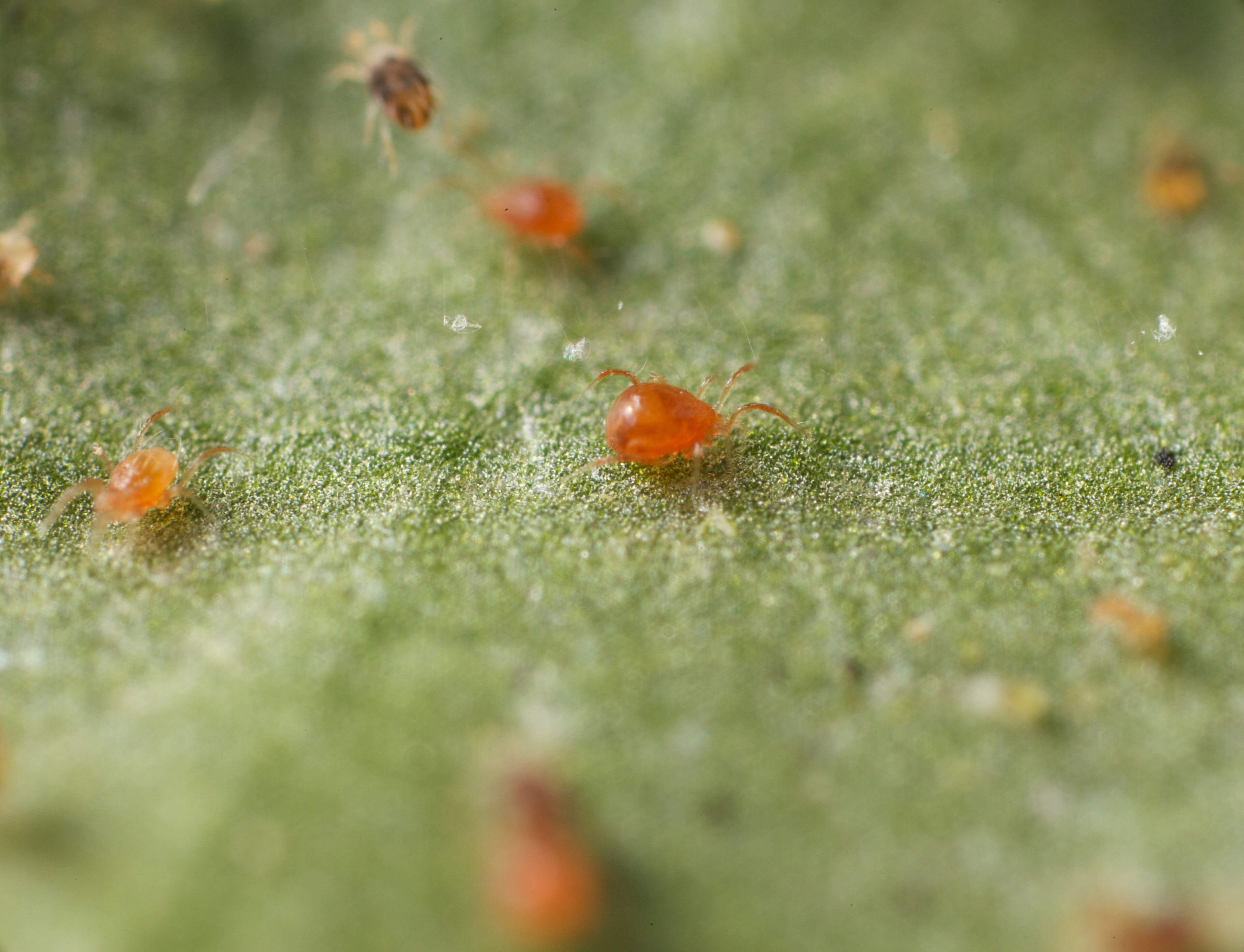 Koppert participeert in internationaal onderzoek BINGO