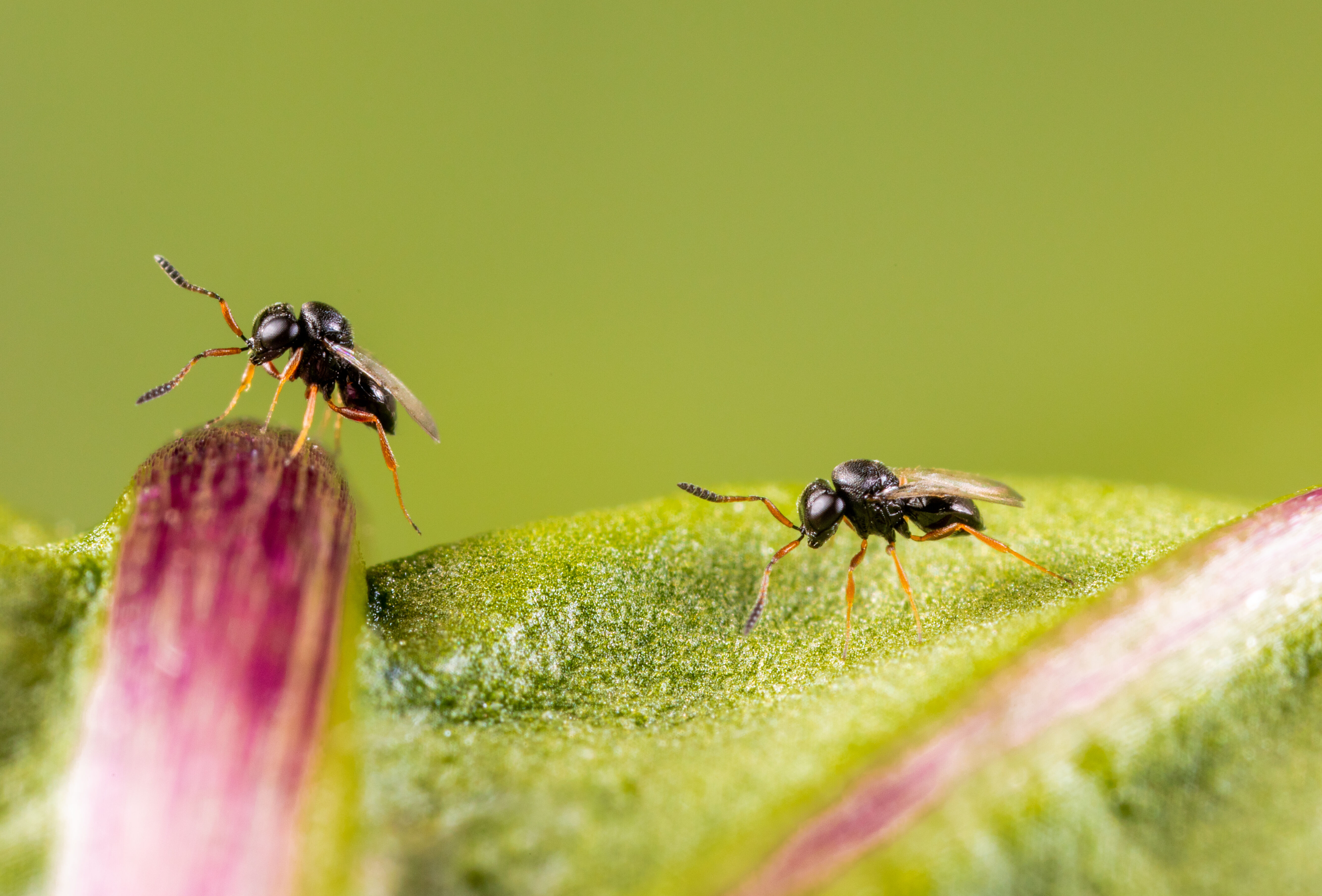 Nezapar: preventief gebruik is de beste werkwijze