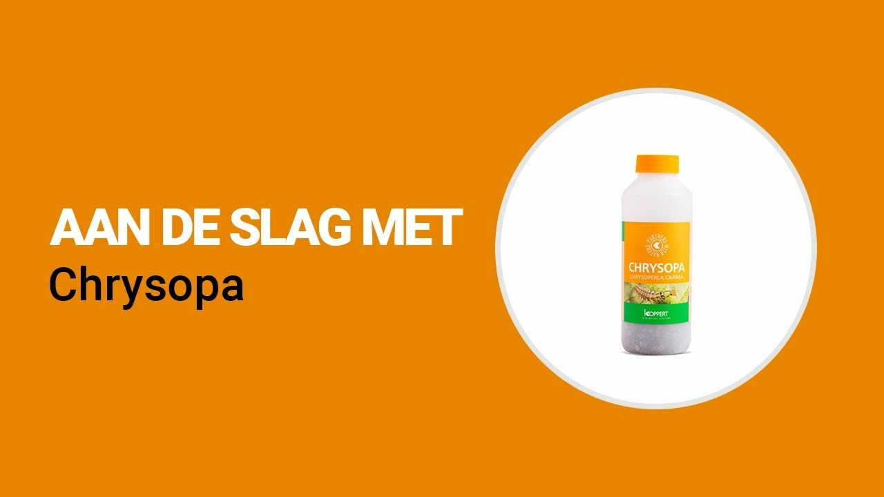 Aan de slag met Chrysopa van Koppert