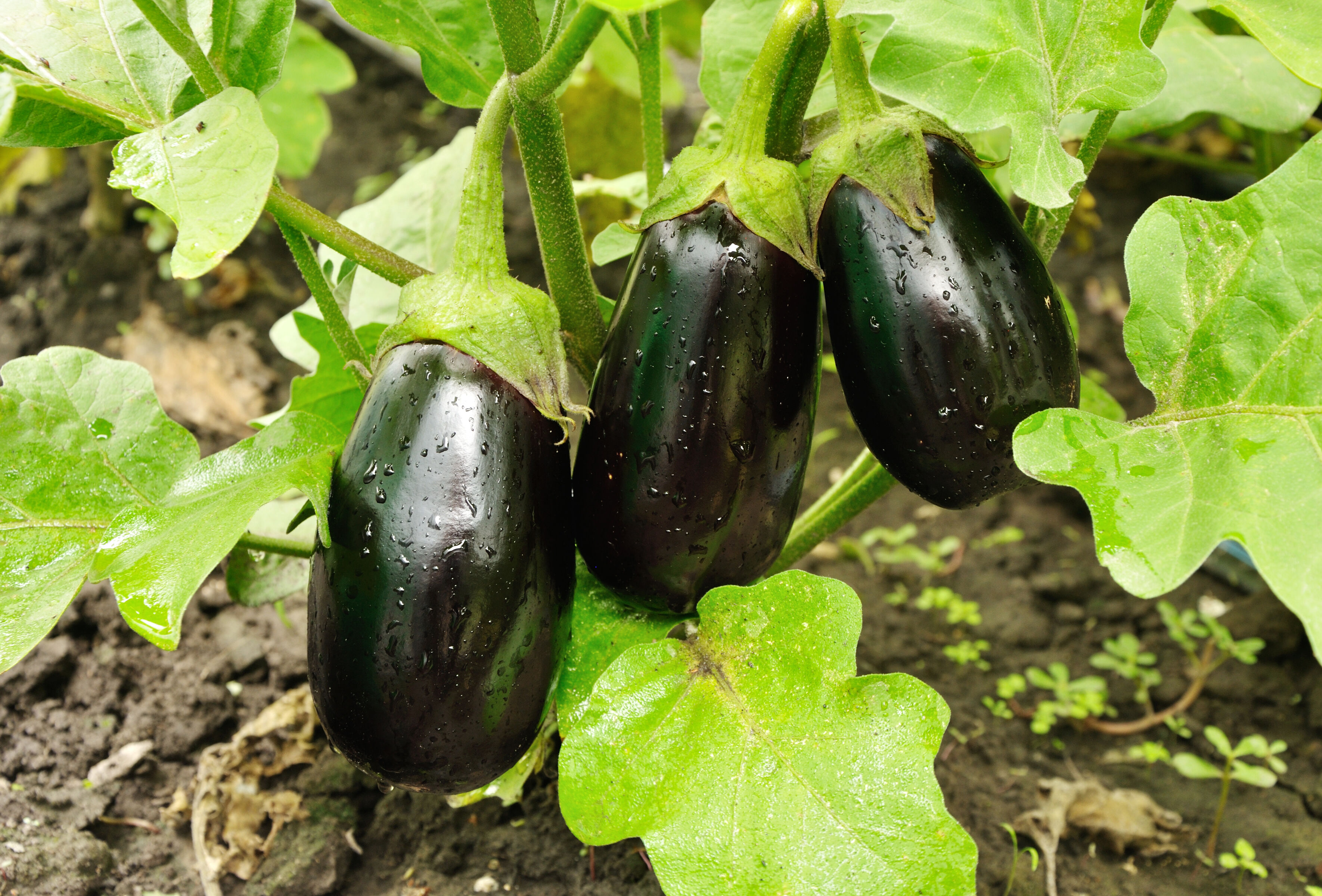Hoge plaagdruk bij eindsprint in aubergine