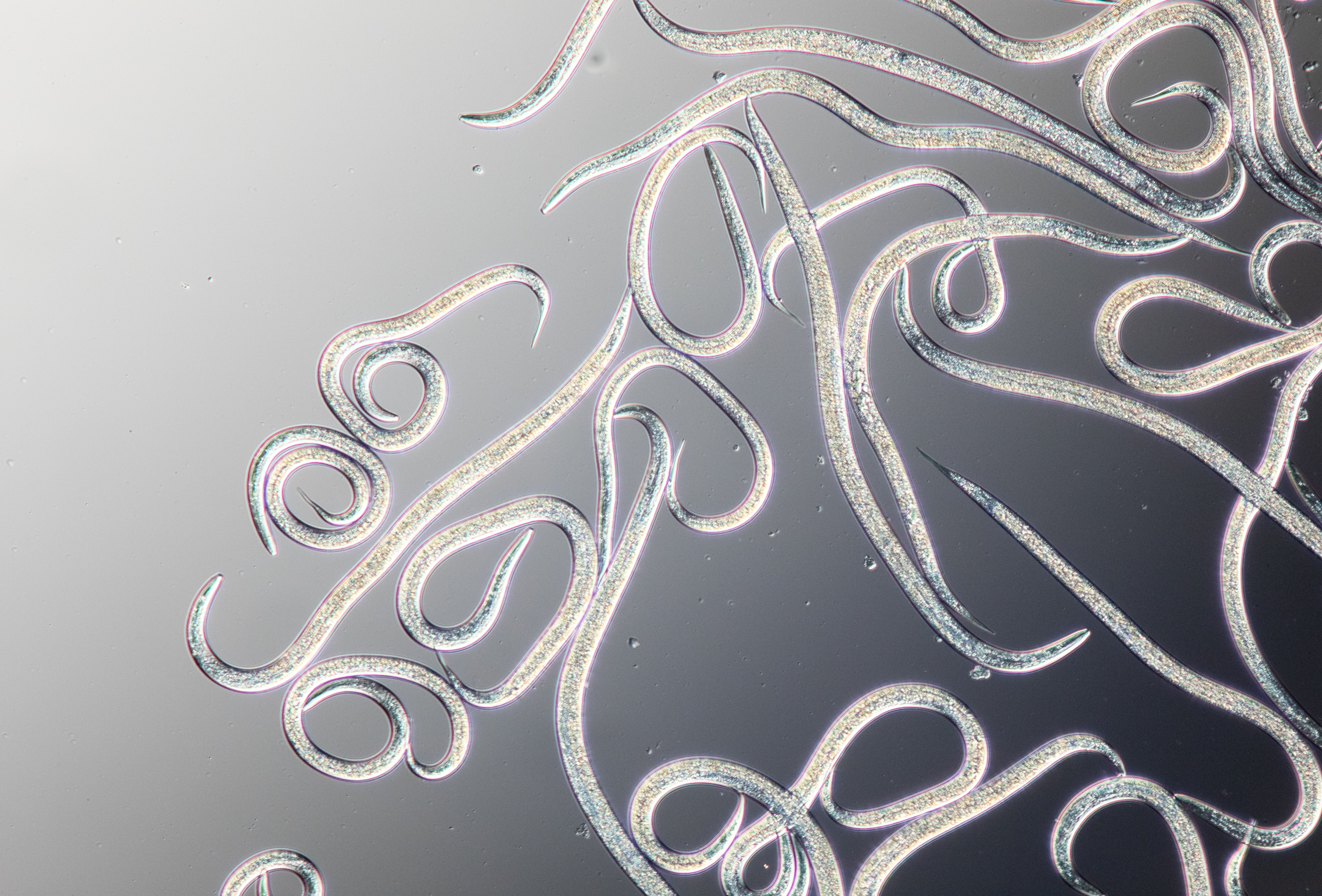 Schema's de prullenbak in