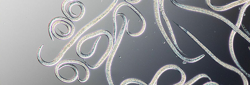 Steinernema_feltiae_Koppert_BIological_Systems-5.jpg