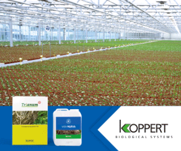 Jonge plant in topvorm met Vidi Parva en Trianum