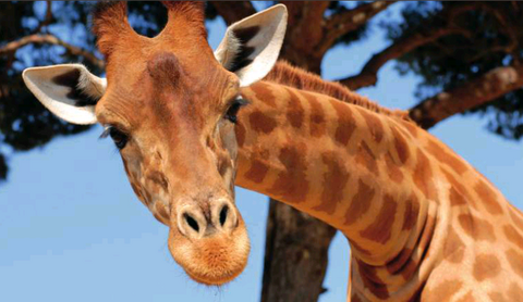 Koppert is dè naam in Diergaarde Blijdorp