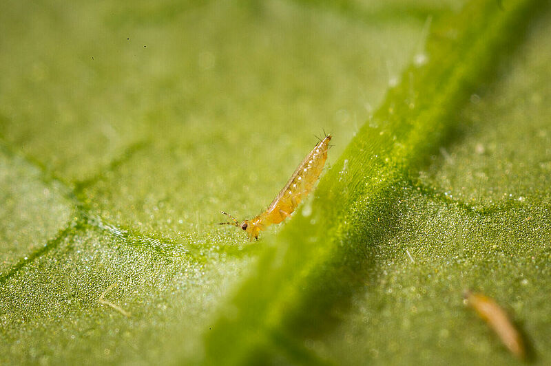 Western Flower Thrips Frankliniella occidentalis on a leaf