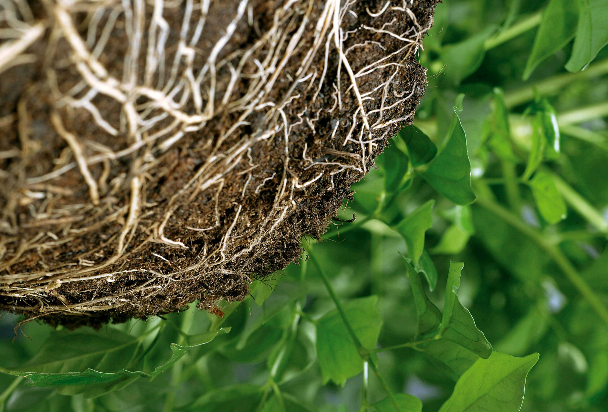 Verzeker uw gewas van een goede start met Trianum en Vidi Fortum
