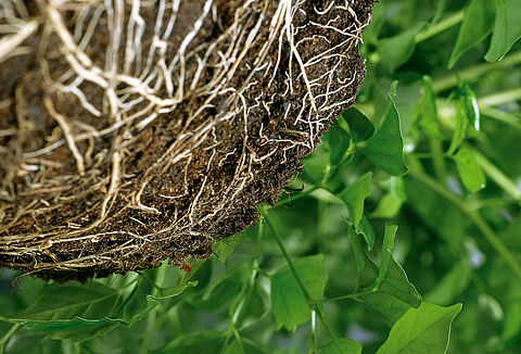 Verzeker uw gewas van een goede start met Trianum en Vidi Fortum