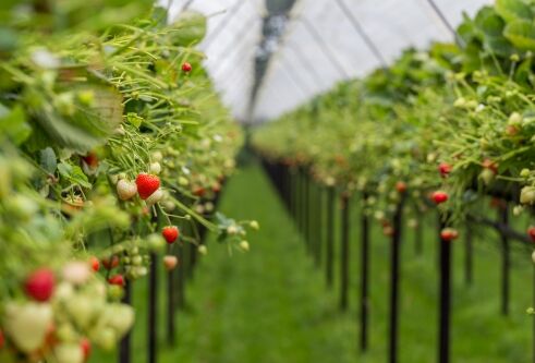 Aardbei op stellingen: Spidex bijzetten