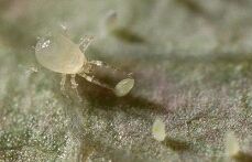 Limonica: veelzijdig en sterk in rozen