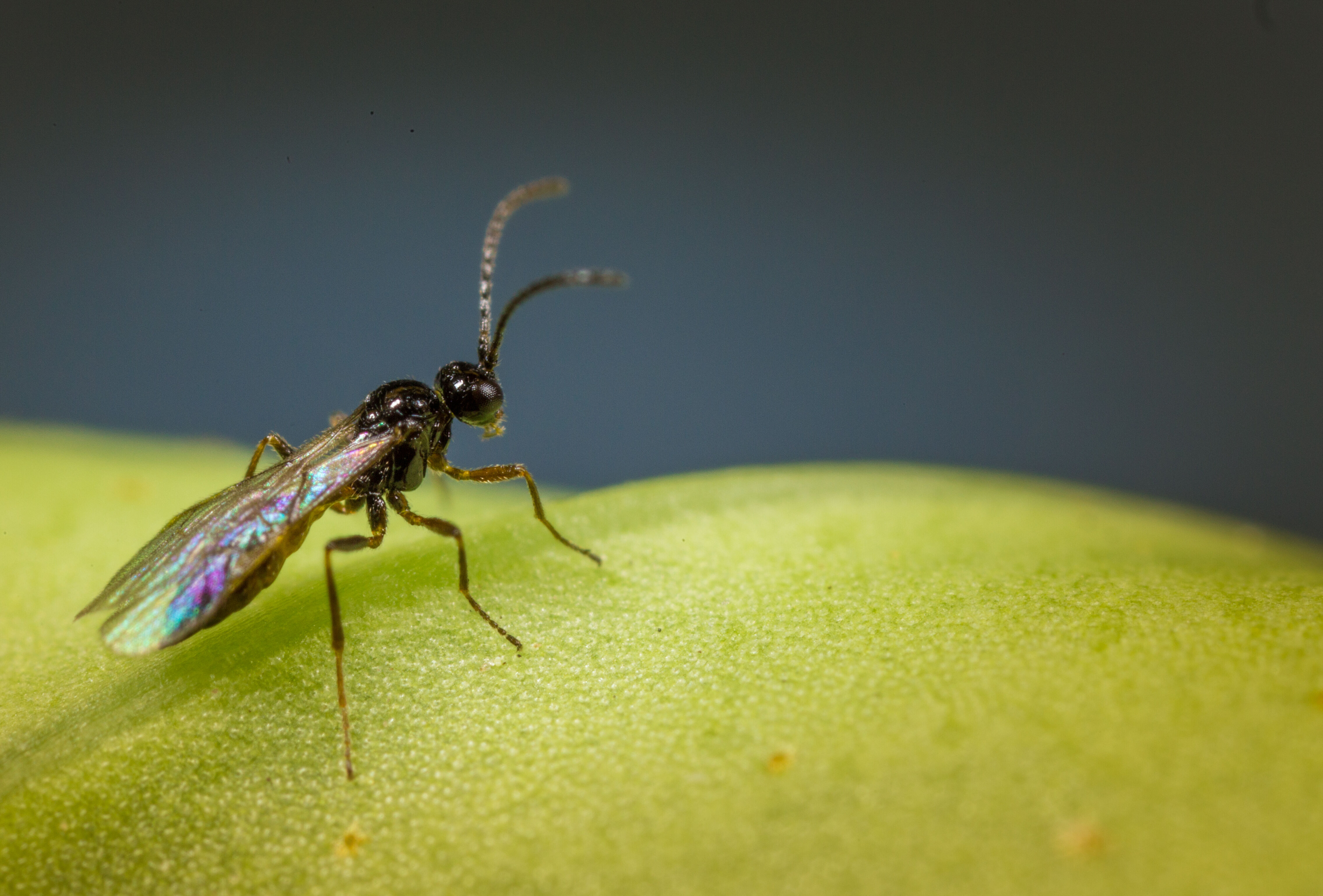Roofmijten en sluipwespen doen hun werk in Pelargonium