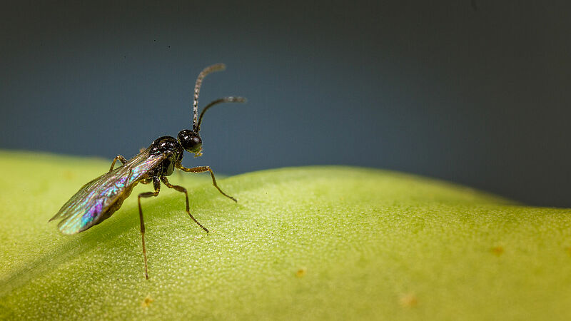 Aphidius_matricariae_Koppert_Biological_Systems-6.jpg
